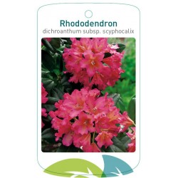 Rhododendron dichroanthum...