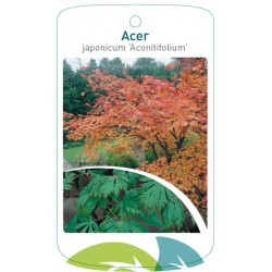 Acer japonicum...