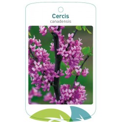 Cercis canadensis FMTLL0932