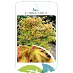 Acer palmatum 'Katsura'...