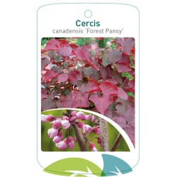 Cercis canadensis 'Forest...