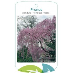 Prunus pendula 'Pendula...