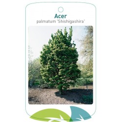 Acer palmatum...
