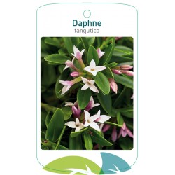Daphne tangutica FMTLL3205