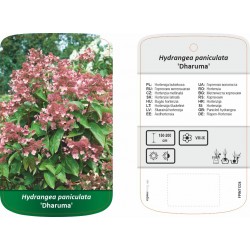 Hydrangea paniculata...