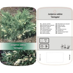 Juniperus sabina...