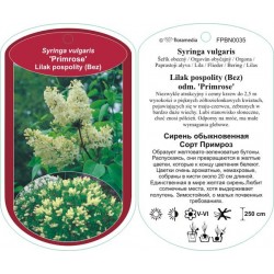Syringa vulgaris 'Primrose'...