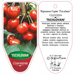 Prunus Avium 'Techlovan'...