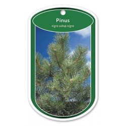 Pinus nigra subsp. nigra...