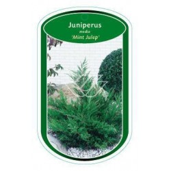 Juniperus media 'Mint...