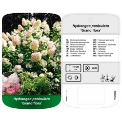 Hydrangea paniculata...