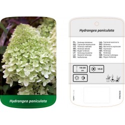 Hydrangea paniculata FPINT0035