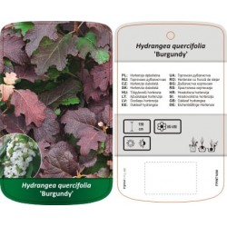 Hydrangea quercifolia...