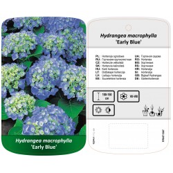 Hydrangea macrophylla...