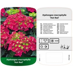 Hydrangea macrophylla 'Hot...