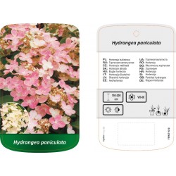 Hydrangea paniculata FPINT1510