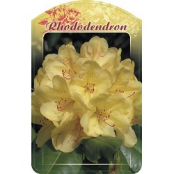 Rhododendron żółty FPK071