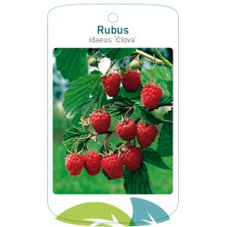 Rubus idaeus 'Clova'...