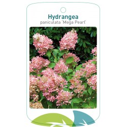 Hydrangea paniculata 'Mega...