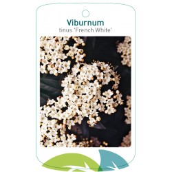 Viburnum tinus 'French...
