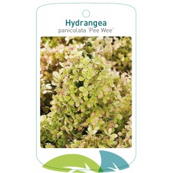 Hydrangea paniculata 'Pee...