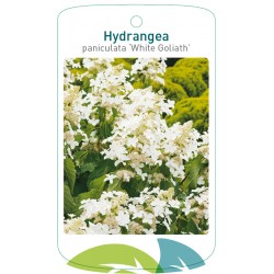 Hydrangea paniculata 'White...