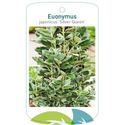 Euonymus japonicus 'Silver...