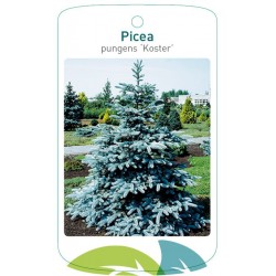 Picea pungens 'Koster'...