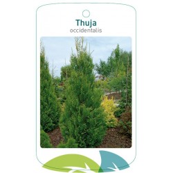 Thuja occidentalis FMTLL0460