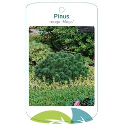 Pinus mugo 'Mops' FMTLL2084