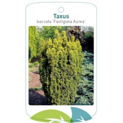 Taxus baccata 'Fastigiata...