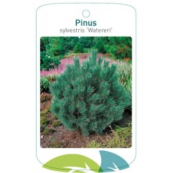 Pinus sylvestris 'Watereri'...