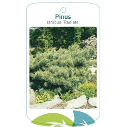 Pinus strobus 'Radiata'...