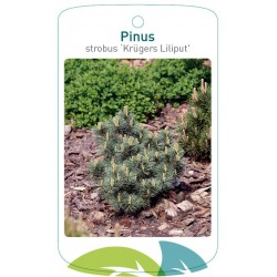 Pinus strobus 'Krügers...