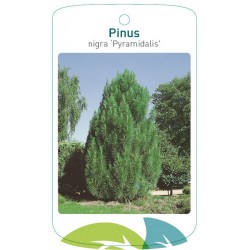 Pinus nigra 'Pyramidalis'...