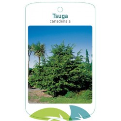 Tsuga canadensis FMTLL2224