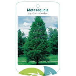 Metasequoia...