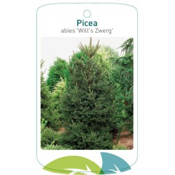 Picea abies 'Will's Zwerg'...