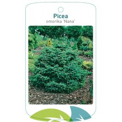 Picea omorika 'Nana' FMTLL2389