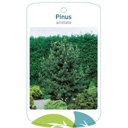 Pinus aristata FMTLL2392