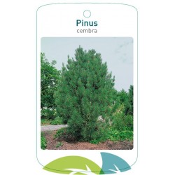 Pinus cembra FMTLL2393