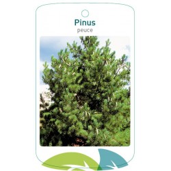 Pinus peuce FMTLL2397
