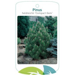 Pinus heldreichii 'Compact...