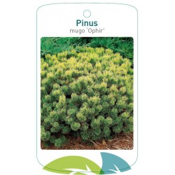 Pinus mugo 'Ophir' FMTLL2718