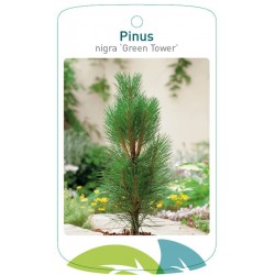 Pinus nigra 'Green Tower'...