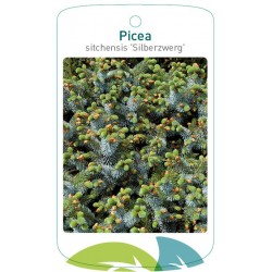 Picea sitchensis...