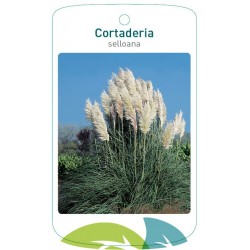 Cortaderia selloana FMTLL0800