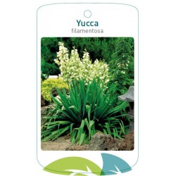 Yucca filamentosa FMTLL0813