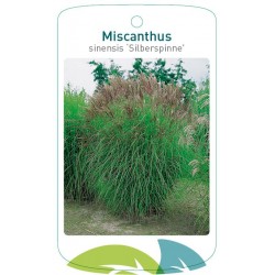 Miscanthus sinensis...