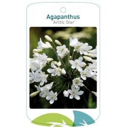 Agapanthus 'Arctic Star'...